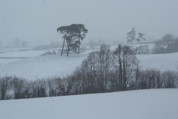 Black Pine trees in a snow storm in the Tywi valley
